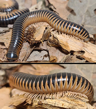 Salmon Ivory Millipedes, Chicobolus spinigerus