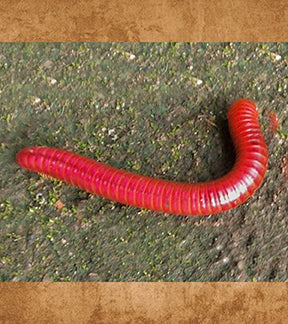 Scarlet Millipedes, Trigonilus coralinus