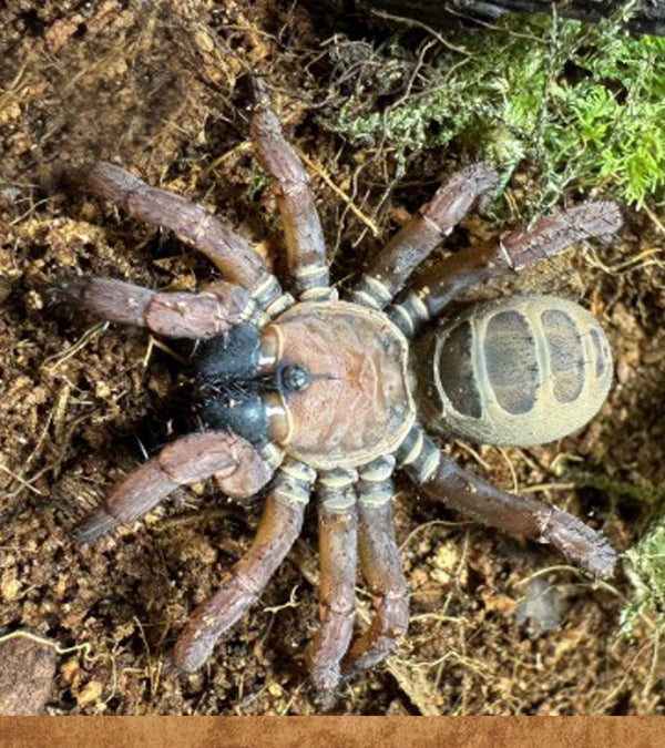 Segmented Trap Door Spider, Luthela yuncheng