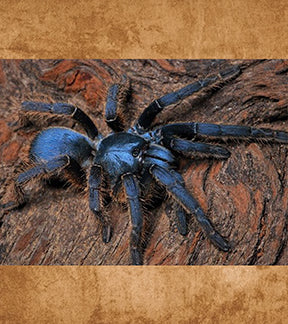Vietnam Silver Earth Tiger Tarantula, Ornithoctoninae sp