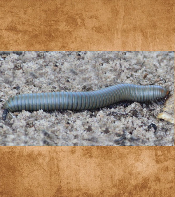 Smokey Oak Millipedes, Narceus gordanus