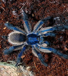 Socotra Island Blue Baboon Tarantula, Monocentropus balfouri