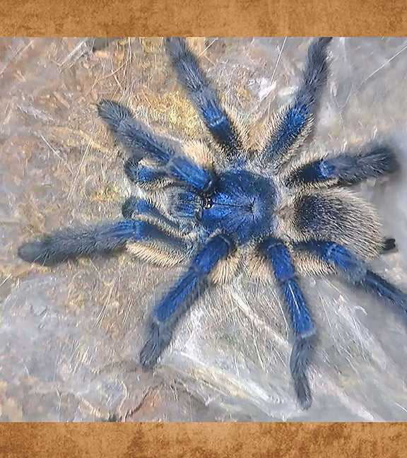 Socotra Island Blue Baboon Tarantula, Monocentropus balfouri