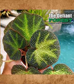 Brazilian Begonia Soli-Mutata