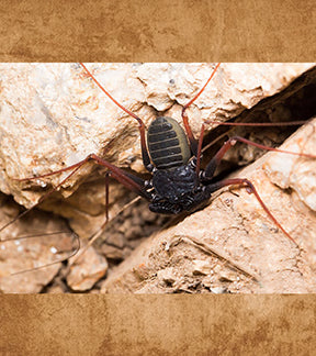 Sonoran Whip Spider, Paraphrynus carolynae