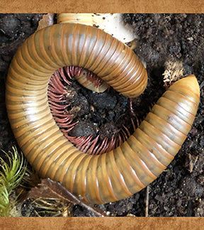 Giant Strawberry Blonde Millipede, Narceus americanus
