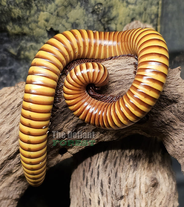 Texas Giant Gold Millipedes, Orthroporus ornatus