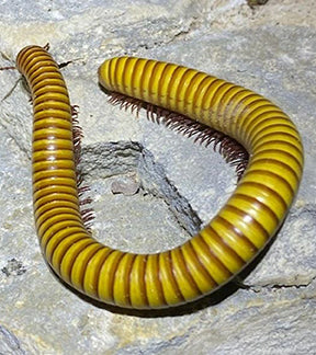Texas Giant Gold Millipedes, Orthroporus ornatus