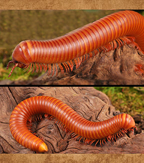 Giant Thailand Orange Millipede, Thyropygus sp.