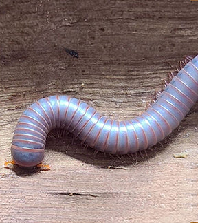 Thai Rainbow Millipedes, Apeuthus, sp.