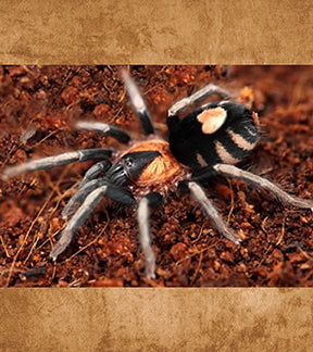 Trinidad Dwarf Tarantula, Cyriocosmus elegans