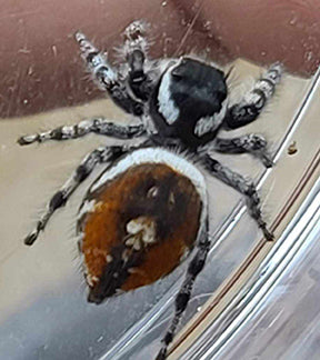 Tyrell's Tufted Jumping Spiders, Phidippus tyrelli