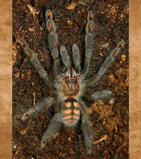 Venezuelan Sun Tiger Tarantula, Psalmopoeus irminia