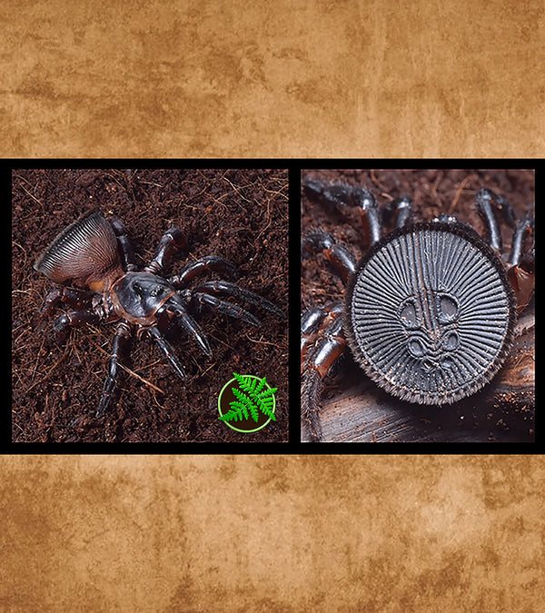 Chinese Hourglass Trap Door Spider, Cyclocosmia Ricketti