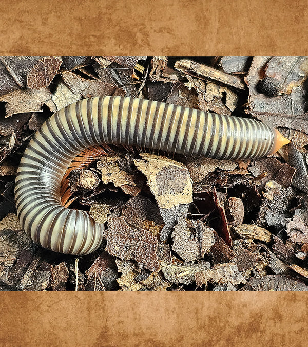Cherry Leg Rainbow Millipede, Atophochetus Dollfusi