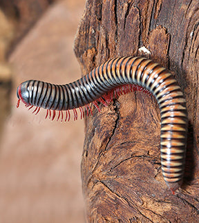 Vietnamese Rainbow Millipede, Atophochetus Dollfusi