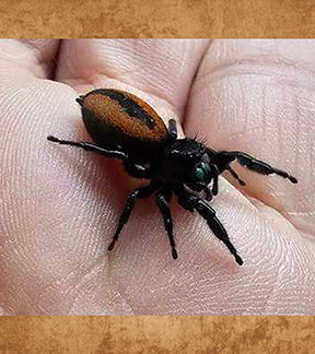 Western Red-Back Jumping Spider, Phidippus johnsoni