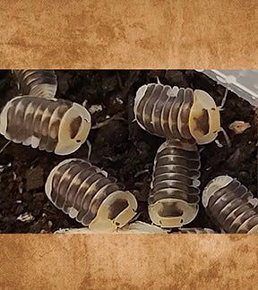 White Ducky Isopods, Cubaris sp.