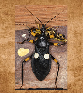 White Spotted Assassin Bugs, Platymeris biguttatus