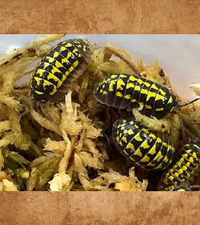 Yellow Spotted Isopod, Armadillidium gestroi