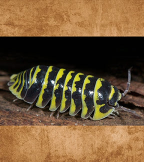 True Yellow Zebra Isopods, Armadillidium maculatum
