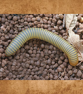 Yellow Banded Oak Millipedes, Narceus gordanus