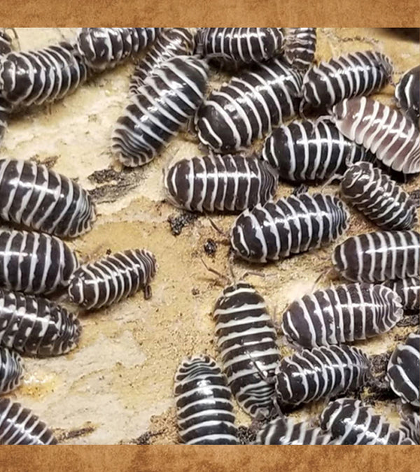 Zebra Isopod, Armadillidium maculatum