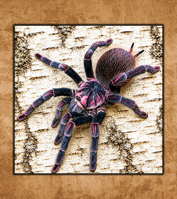 Buy Tarantulas Online (Captive-Bred, Fast Shipping) | Defiant