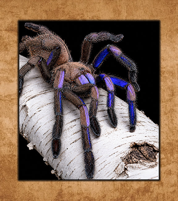 Buy Tarantulas Online (Captive-Bred, Fast Shipping) | Defiant