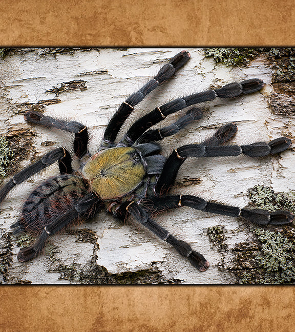Buy Tarantulas Online (Captive-Bred, Fast Shipping) | Defiant