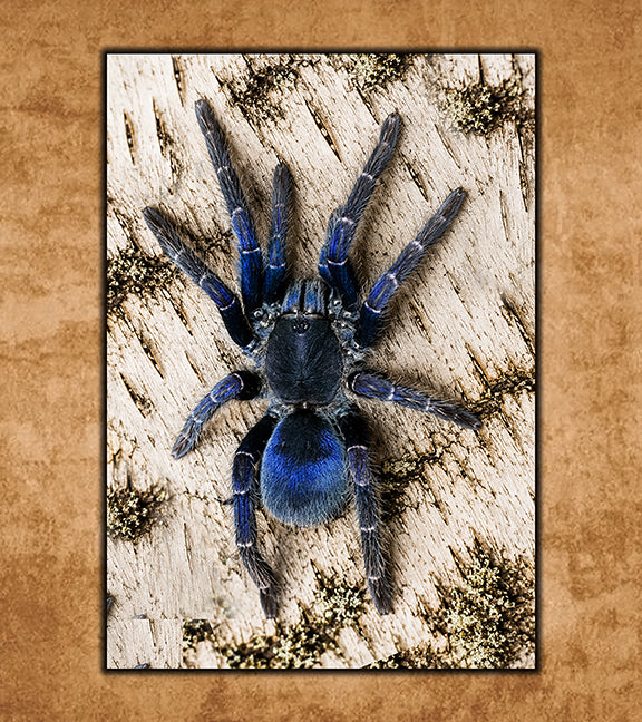 Buy Tarantulas Online (Captive-Bred, Fast Shipping) | Defiant
