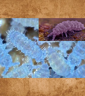 Purple Springtails, Ceratophysella, sp. - Live Springtail Clay Culture Seeding Discs