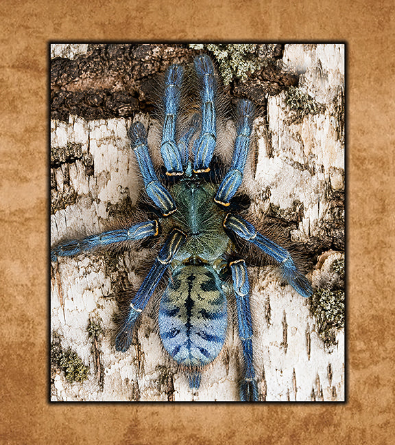Buy Tarantulas Online (Captive-Bred, Fast Shipping) | Defiant