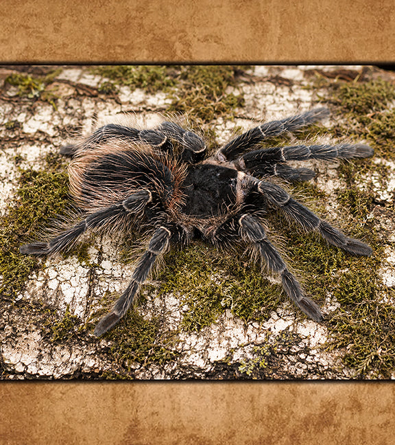Buy Tarantulas Online (Captive-Bred, Fast Shipping) | Defiant