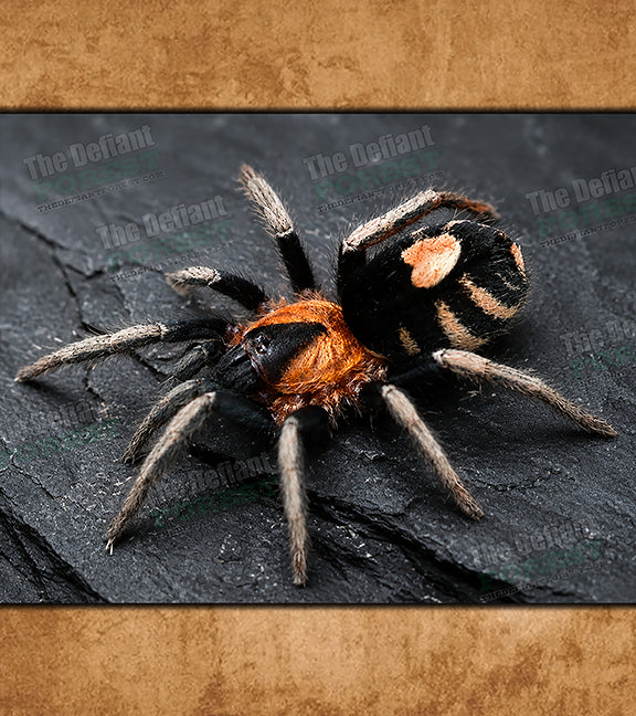 Buy Tarantulas Online (Captive-Bred, Fast Shipping) | Defiant