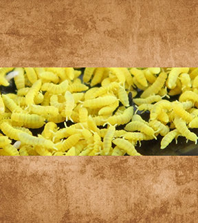 Yellow Springtails, Ceratophysella Sp. - Live Springtail Clay Culture Seeding Discs